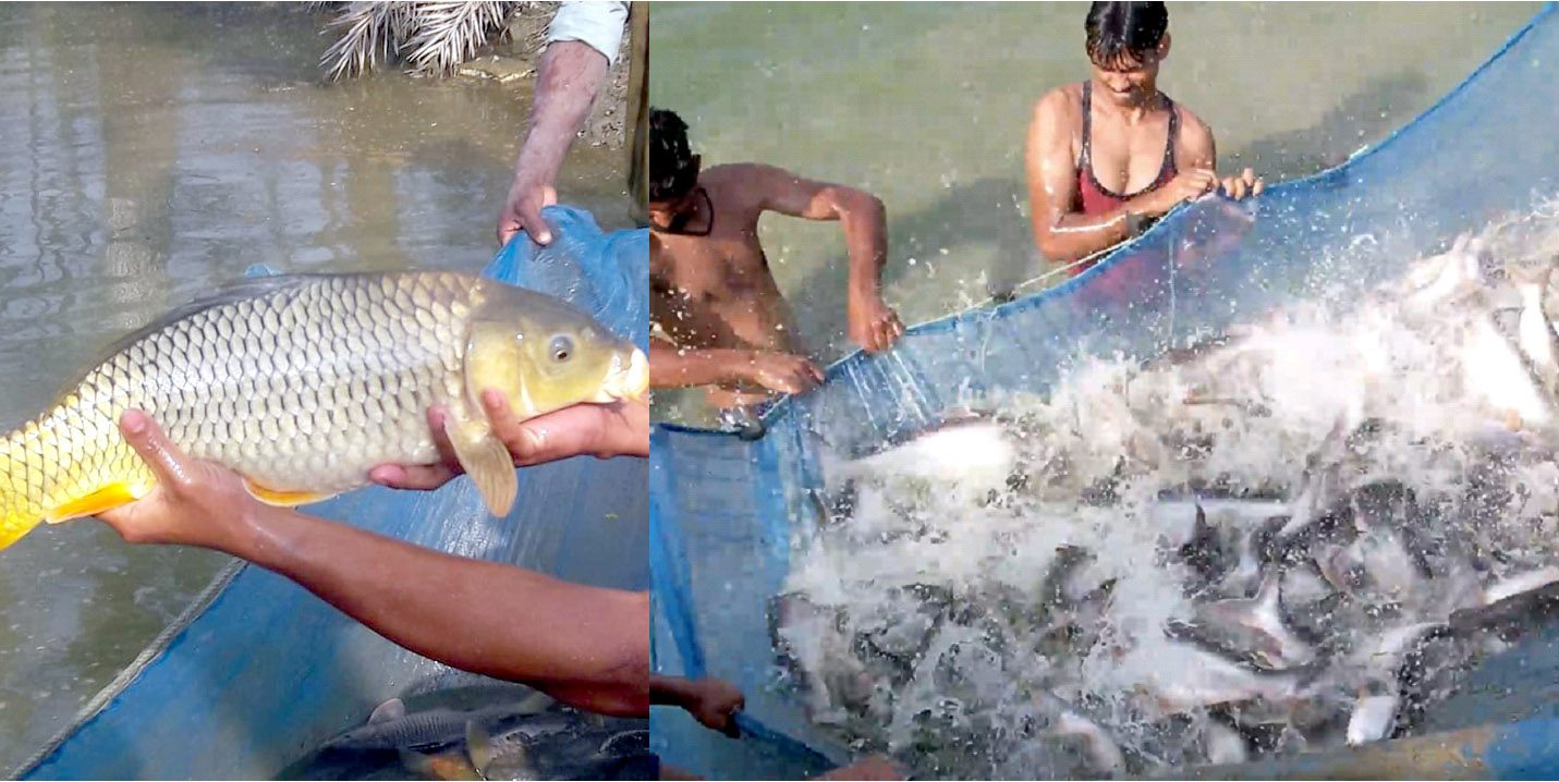 Special care required for fish farming in winter – Vet Varsity Expert